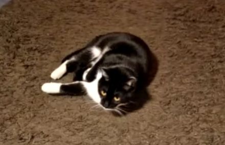 Kater EKH 2 Jahre alt