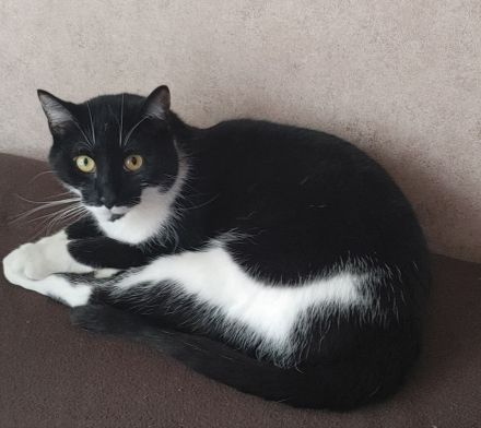 Kater EKH 2 Jahre alt