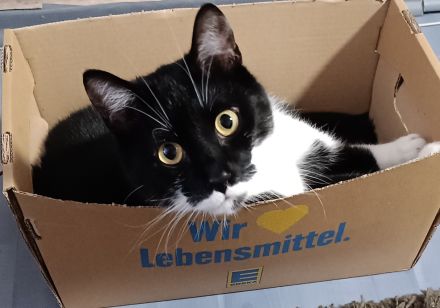 Kater EKH 2 Jahre alt