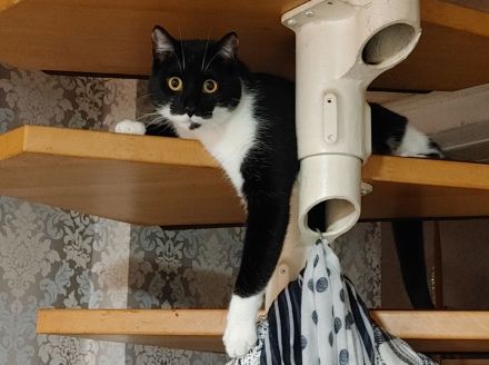 Kater EKH 2 Jahre alt