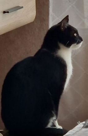 Kater EKH 2 Jahre alt