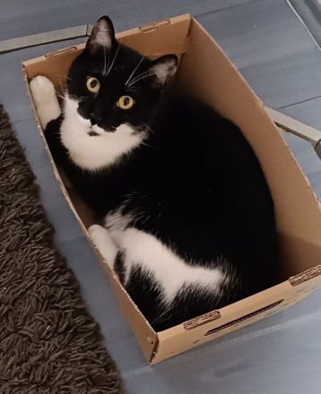 Kater EKH 2 Jahre alt