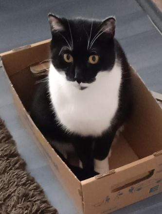 Kater EKH 2 Jahre alt