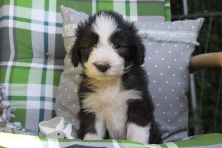 Bearded Collie Welpen