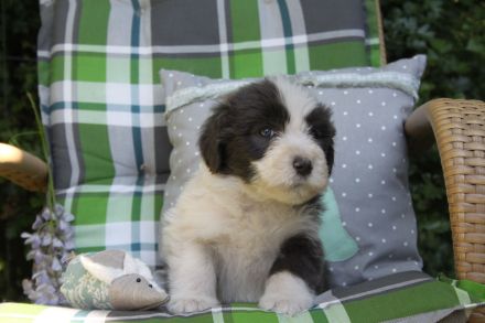 Bearded Collie Welpen