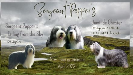 Bearded Collie Welpen