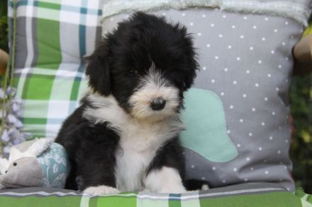 Bearded Collie Welpen