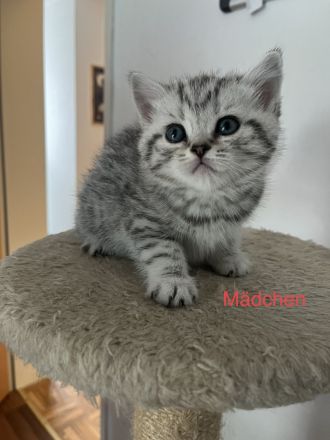 Reinrassige BKH Kitten in schwarz-weiß Tabby