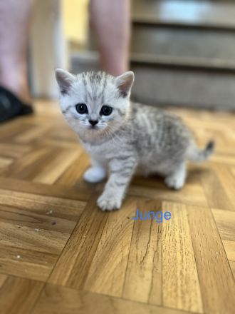 Reinrassige BKH Kitten in schwarz-weiß Tabby
