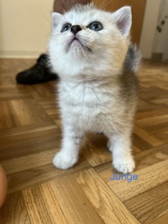 Reinrassige BKH Kitten in schwarz-weiß Tabby