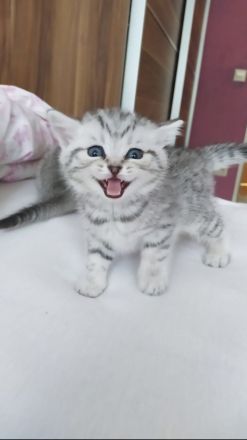 Reinrassige BKH Kitten in schwarz-weiß Tabby