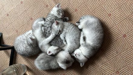 Reinrassige BKH Kitten in schwarz-weiß Tabby