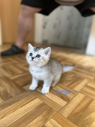 Reinrassige BKH Kitten in schwarz-weiß Tabby