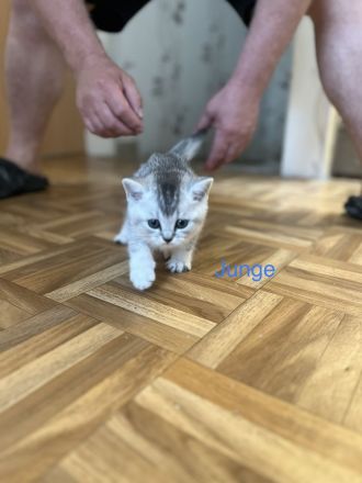 Reinrassige BKH Kitten in schwarz-weiß Tabby