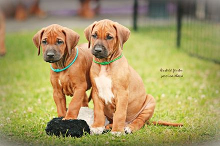Traumhaft schöne Rhodesian Ridgeback Welpen