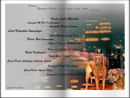 Traumhaft schöne Rhodesian Ridgeback Welpen