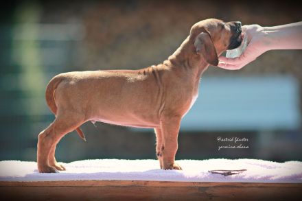 Traumhaft schöne Rhodesian Ridgeback Welpen
