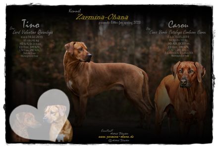 Traumhaft schöne Rhodesian Ridgeback Welpen