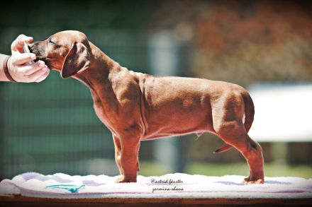 Traumhaft schöne Rhodesian Ridgeback Welpen