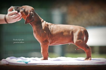 Traumhaft schöne Rhodesian Ridgeback Welpen