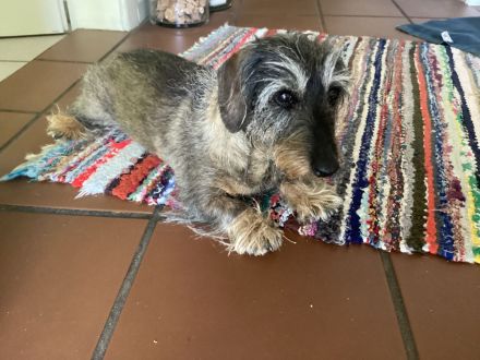 Suche erwachsene Rauhaardackelin ( 2 bis 5 Jahre alt )