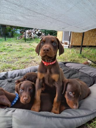 Braune Dobermann Welpen
