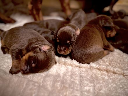 Braune Dobermann Welpen