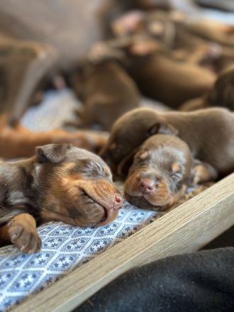 Braune Dobermann Welpen