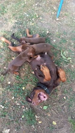 Braune Dobermann Welpen