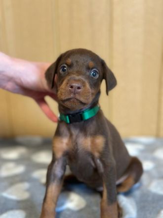 Braune Dobermann Welpen