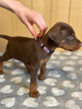 Braune Dobermann Welpen