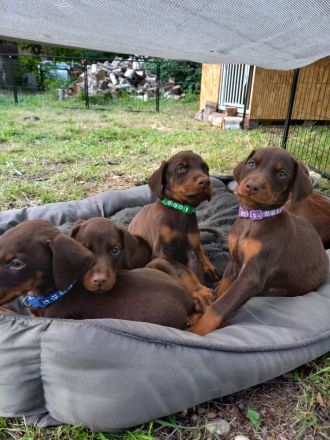 Braune Dobermann Welpen