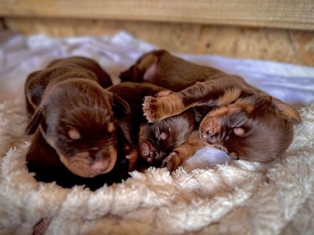 Braune Dobermann Welpen