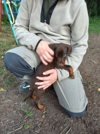 Braune Dobermann Welpen