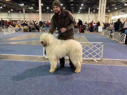 Komondor Hündinnen