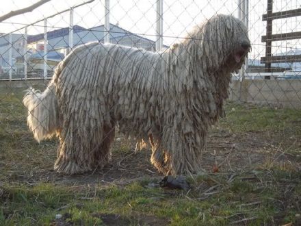 Komondor Hündinnen