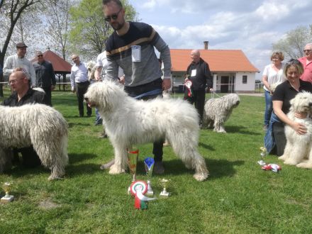 Komondor Hündinnen
