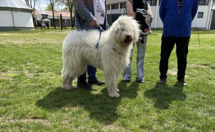 Komondor Hündinnen