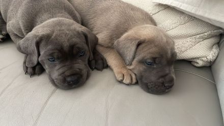 Cane Corso Welpen