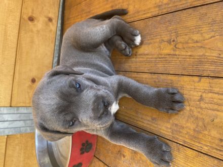 Cane Corso Welpen