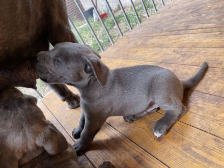 Cane Corso Welpen