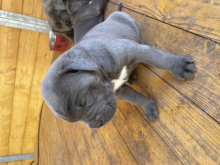 Cane Corso Welpen