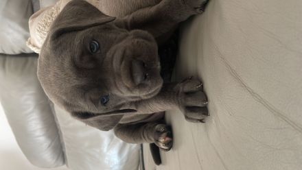 Cane Corso Welpen