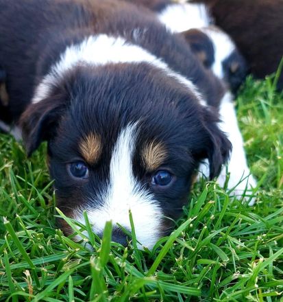 Australian Shepherd Welpen zu verkaufen