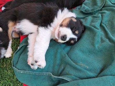Australian Shepherd Welpen zu verkaufen