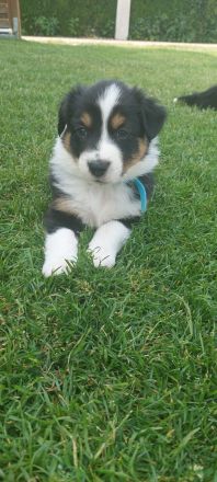 Australian Shepherd Welpen zu verkaufen