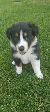 Australian Shepherd Welpen zu verkaufen