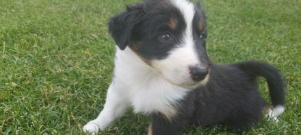 Australian Shepherd Welpen zu verkaufen