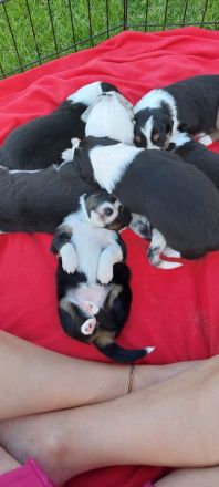 Australian Shepherd Welpen zu verkaufen