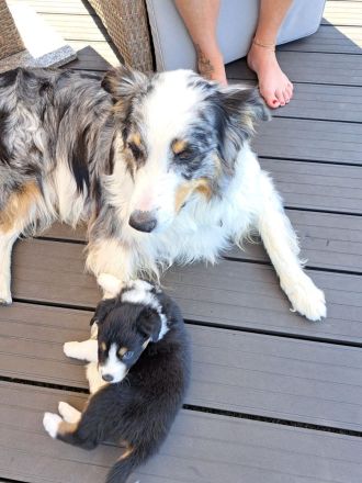 Australian Shepherd Welpen zu verkaufen